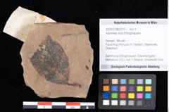 Foto (Objekt + Etikett) von Xylomites ilicis Ettingshausen (NHMW-GEO-2024-0188-0070)